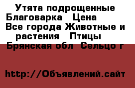 Утята подрощенные Благоварка › Цена ­ 100 - Все города Животные и растения » Птицы   . Брянская обл.,Сельцо г.